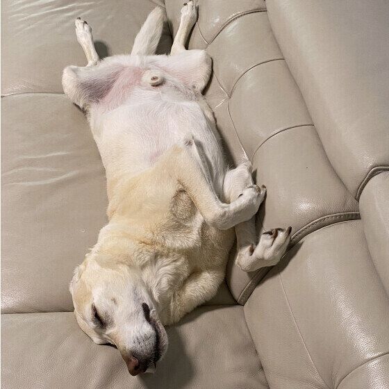 あおむけになるラブラドール・レトリーバーのtaffy ichitsuboくん