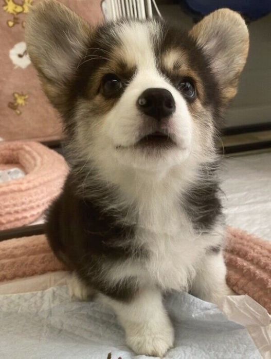 まだまだ育ち盛りのポルテちゃん