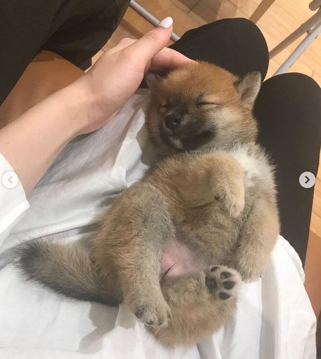 ペットショップで出会ったときのあんこちゃん