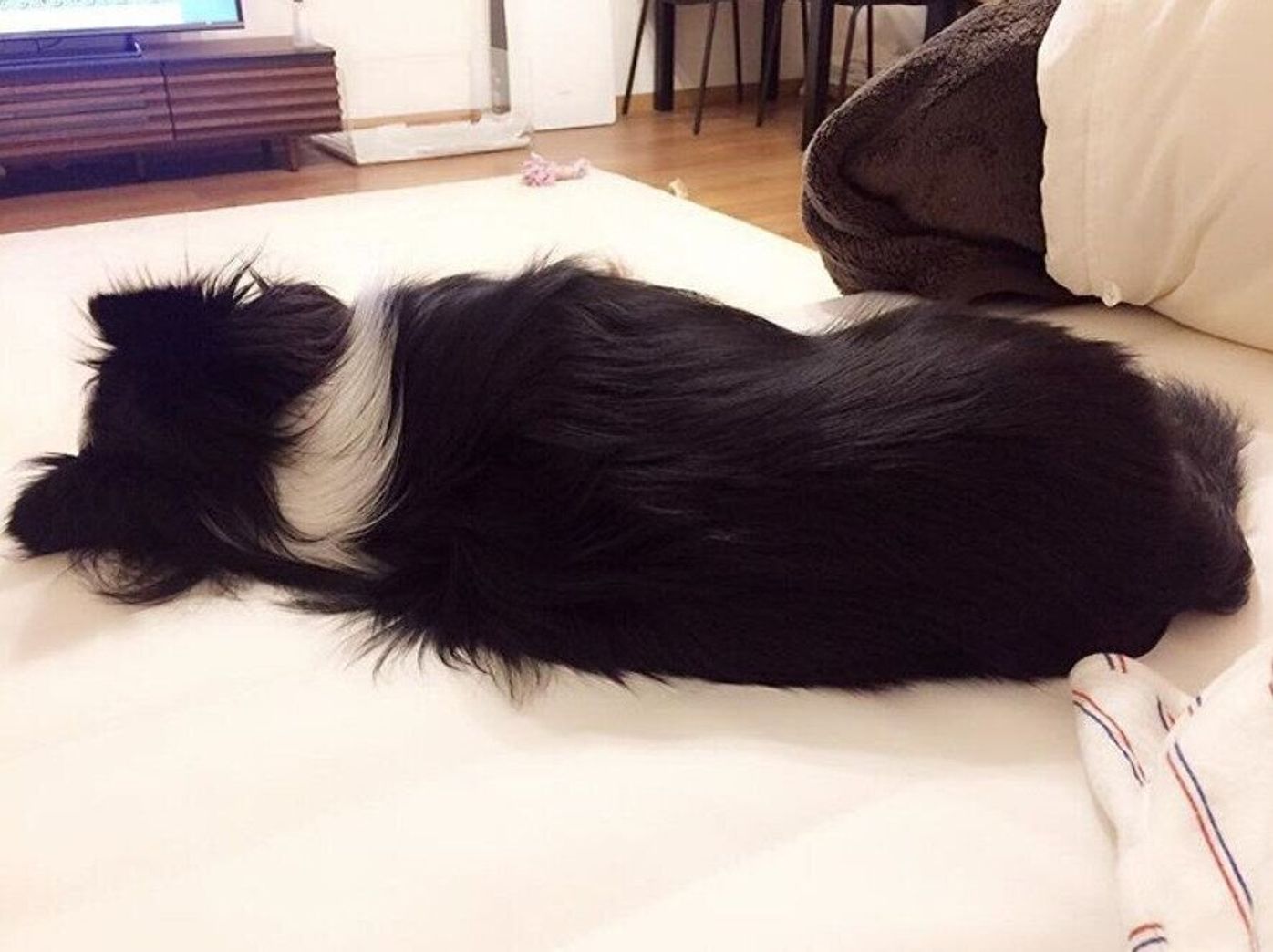 犬が飼い主に背中を向ける のは最大級の信頼サインだった いぬのきもちweb Magazine 犬が飼い主に背中を向ける のは最大級の信頼サインだった いぬのきもちweb Magazine