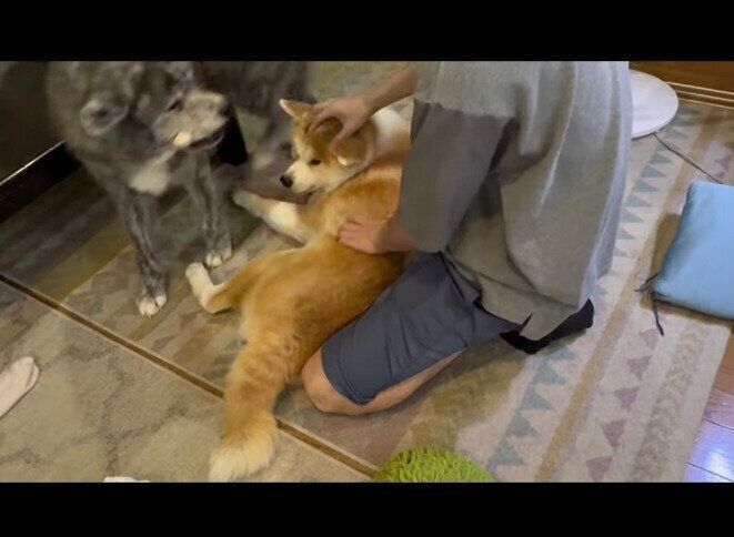 特等席を勝ち取ったこむぎちゃん