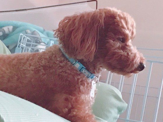 横顔が凛々しいトイ・プードル