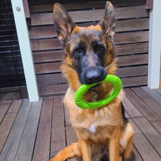 犬がピーピー鳴く理由と対処法 鼻を鳴らす犬の特徴とは？ いぬのきもち