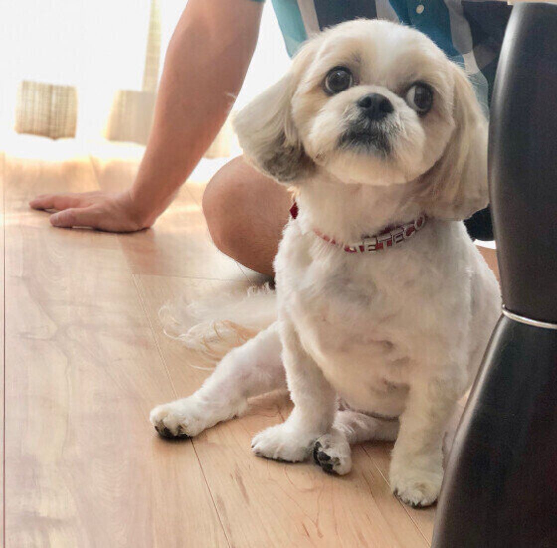 犬から好かれる人ってどんな人 犬が一緒にいたくなる人の10の特徴 いぬのきもちweb Magazine 犬から好かれる人ってどんな人 犬が一緒にいたくなる人の10の特徴 いぬのきもちweb Magazine