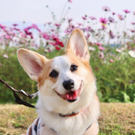 夏の疲れ？ 夏から秋に注意したい愛犬のお世話の仕方 いぬのきもち