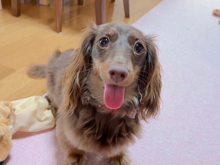 ほほえんでいるようなニーナちゃん