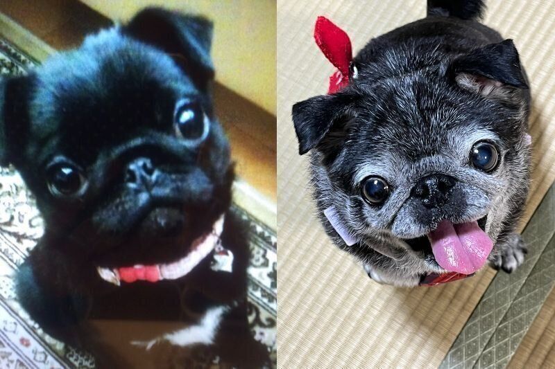 生後4カ月と14才のパグ