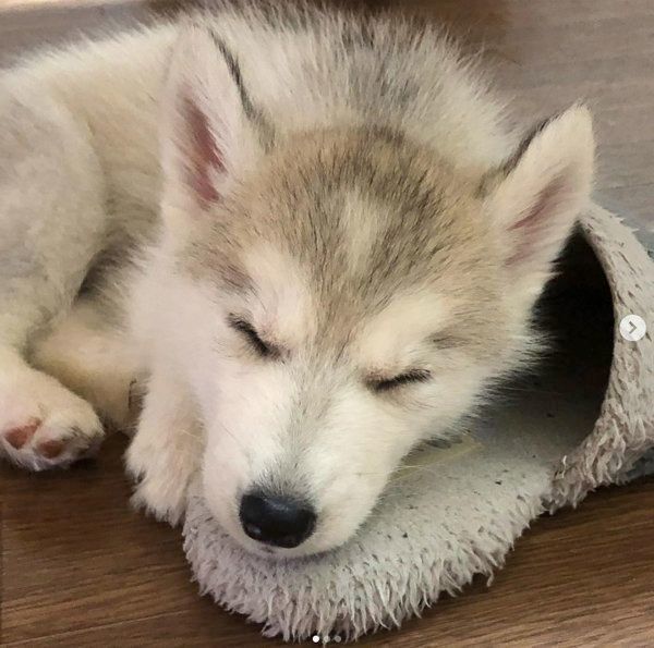 シベリアン・ハスキーのCOCOちゃん