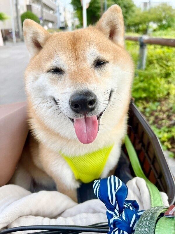 満面の笑みを浮かべるこじろうくん