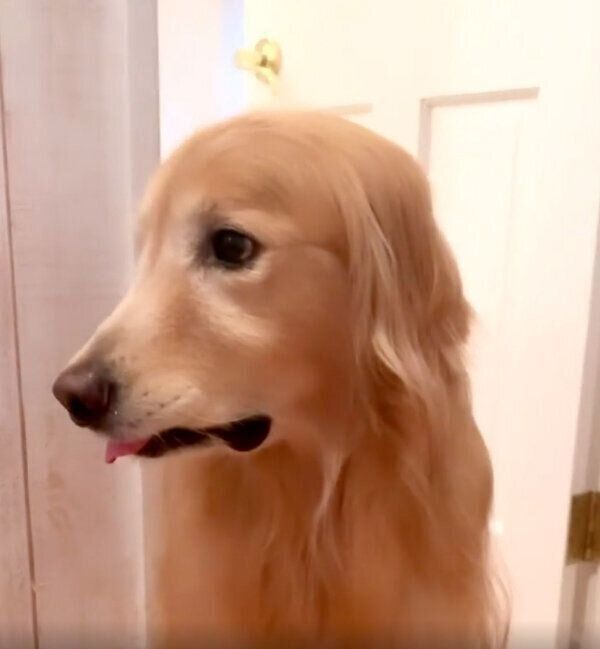 飼い主さんのことを待っているエリックくん