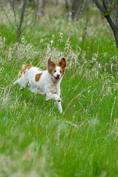 ブリタニー・スパニエル