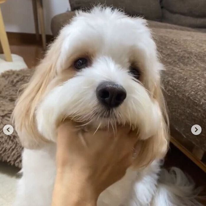 飼い主さんにあごをなでられるあんちゃん