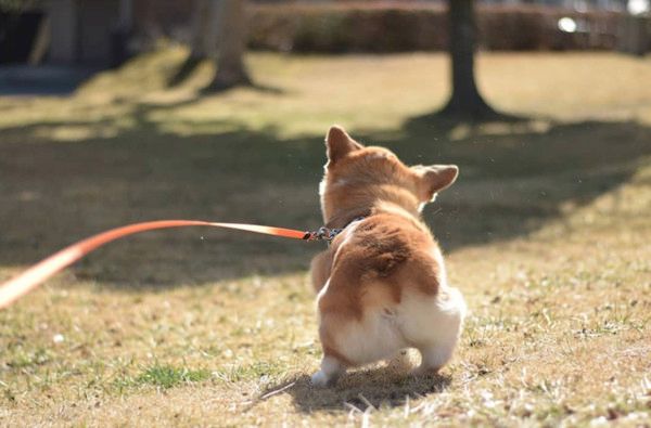 かわいいお尻のコーギー
