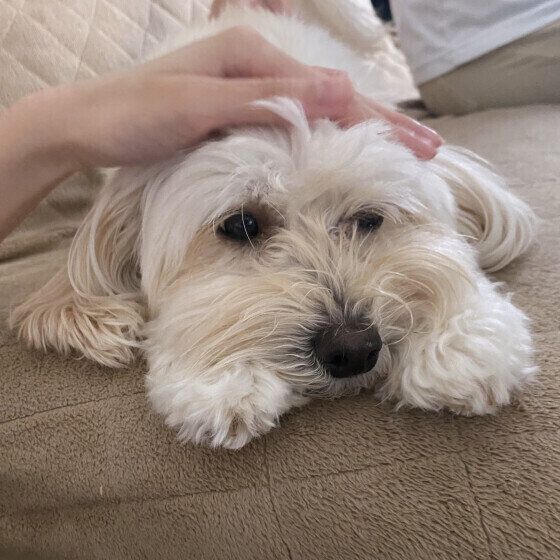 なでられるＭｉｘのチロちゃん