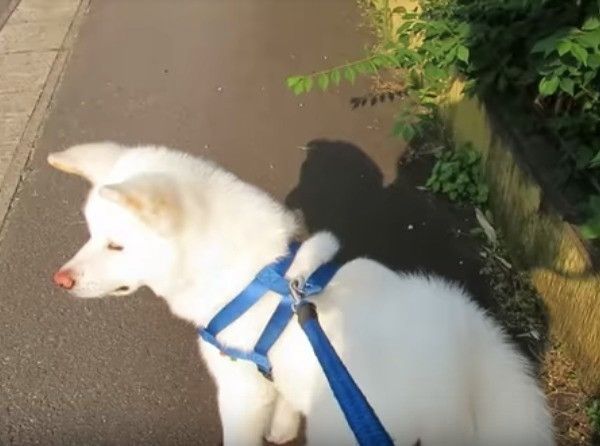 猫先輩に遭遇したワンコ