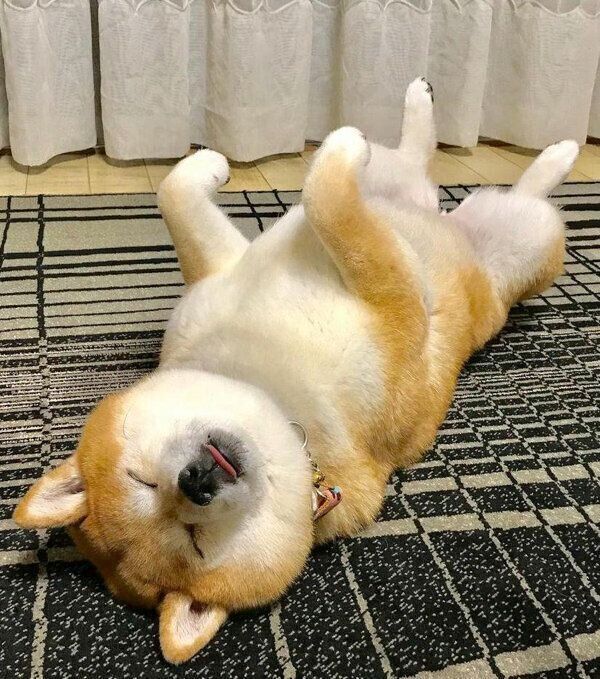 ヘソ天寝するあずきちゃん