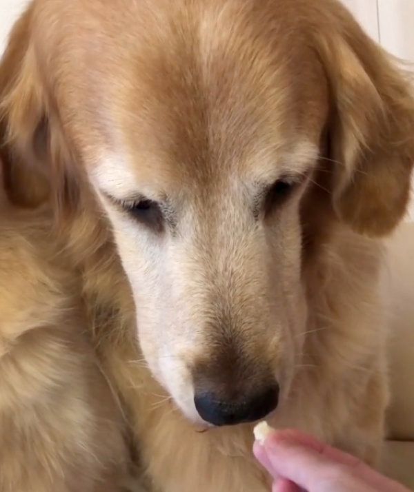 おやつを仕方なく食べるゴールデン・レトリーバー