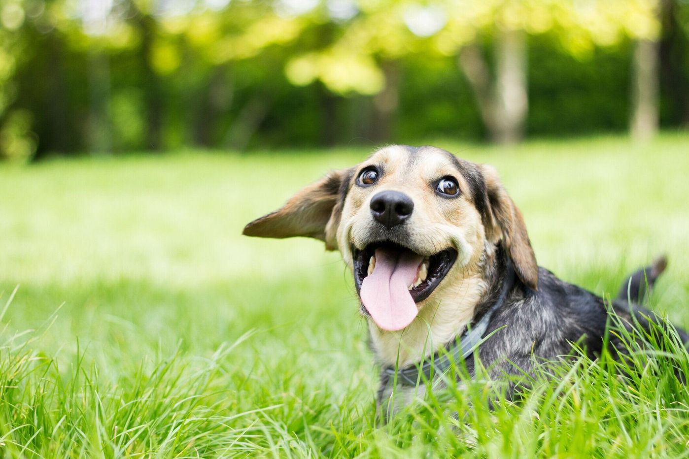 獣医師監修 犬が食糞する原因は 急にするようになったときや多頭飼いの場合の対処など いぬのきもちweb Magazine 獣医師監修 犬が食糞する原因は 急にするようになったときや多頭飼いの場合の対処など いぬのきもちweb Magazine
