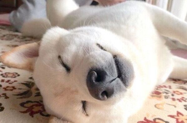 気持ちよさそうに眠るはるちゃん