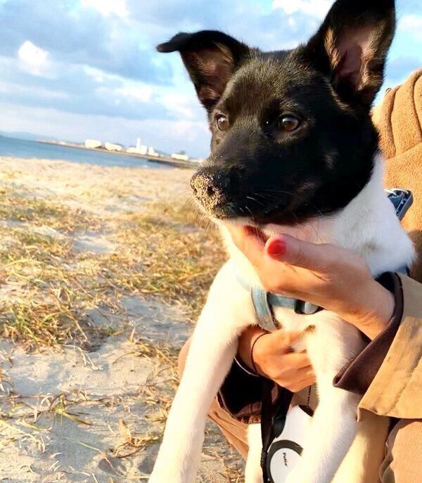 鼻に砂をつけるメロウくん