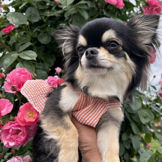 チワワのルルちゃん