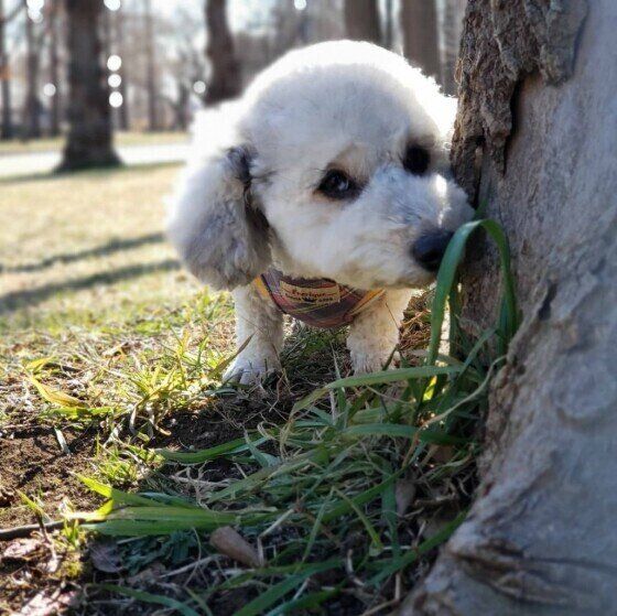 クンクンするはなちゃん