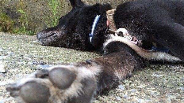 横たわる犬