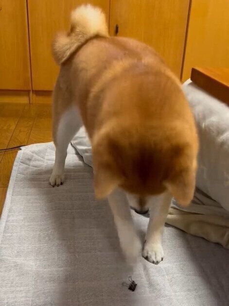 前足でダブルクリップに触れるりんちゃん