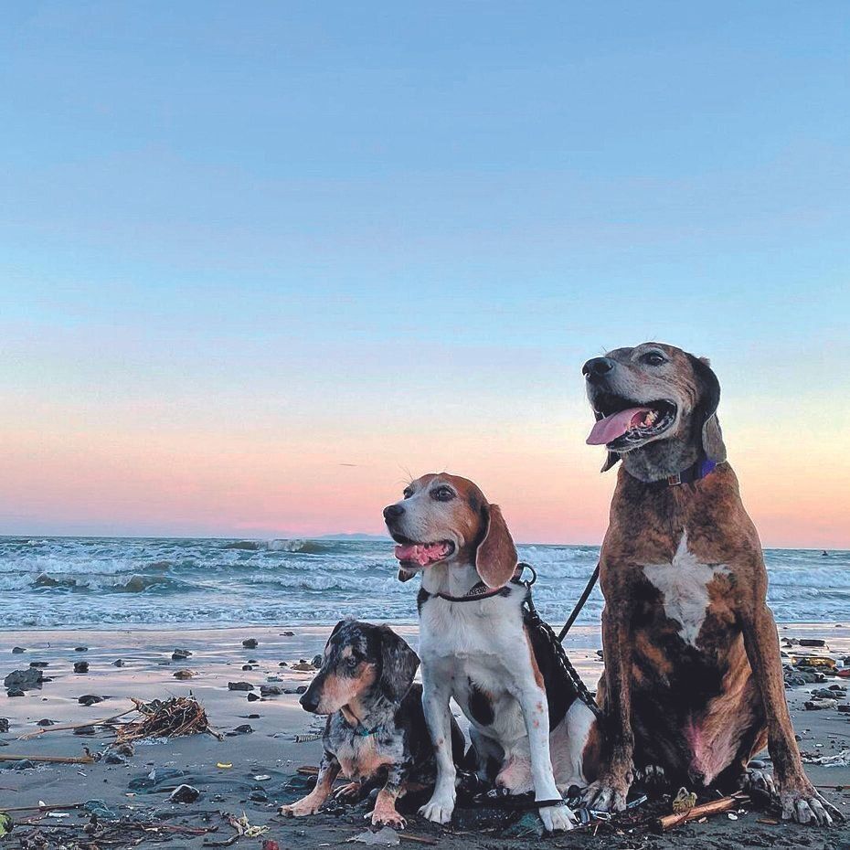 休日には３頭を連れて歩いて、近くの海辺に散歩へ行きます。パルくんは海が大好き。潮風を感じてご満悦