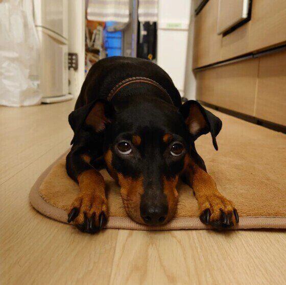 キッチンの床でフセているミニチュア・ピンシャー