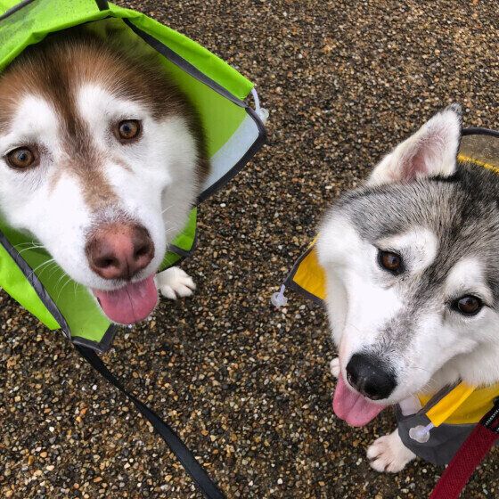 2頭のシベリアン・ハスキー