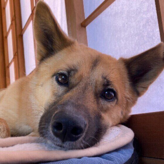 観葉植物の誤食に気をつけて！犬に危険な観葉植物