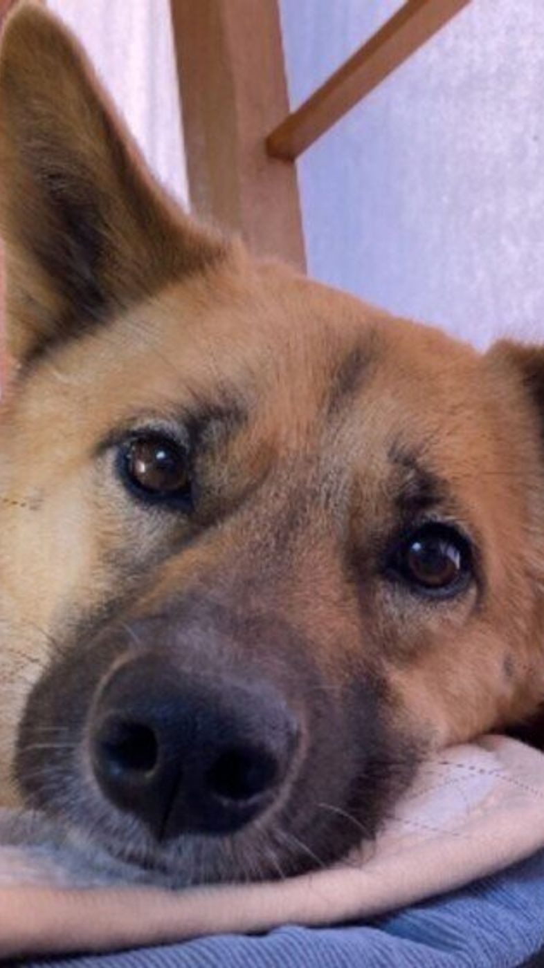 中毒を起こすことも 犬に危険な観葉植物 いぬのきもちweb Magazine 中毒を起こすことも 犬に危険な観葉植物 いぬのきもちweb Magazine