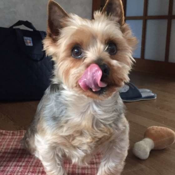 ペロッとするヨークシャー・テリア