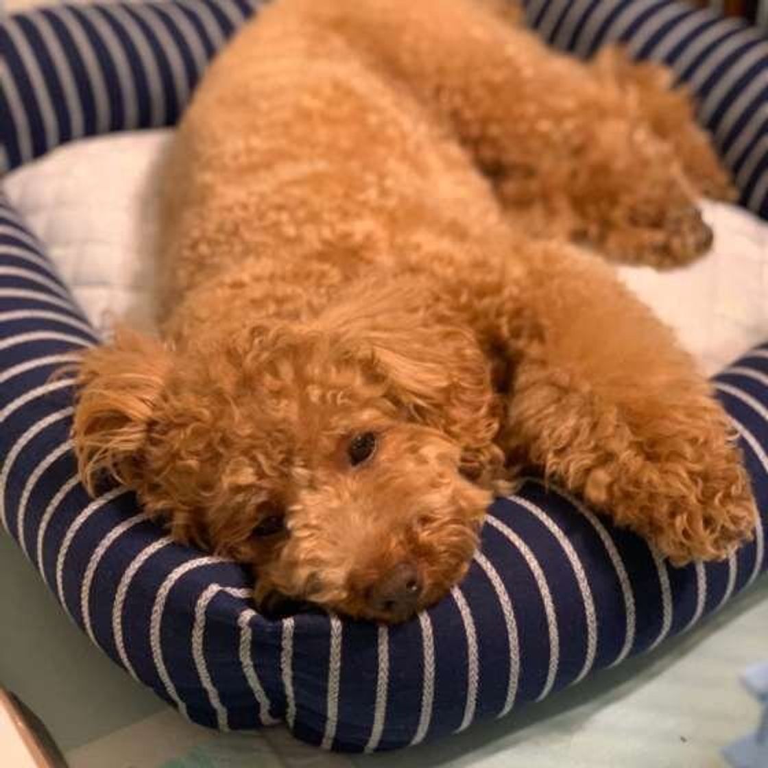 ペロペロも 犬からの 助けてサイン を見逃さないで こんなしぐさは要注意 いぬのきもちweb Magazine ペロペロも 犬からの 助けてサイン を見逃さないで こんなしぐさは要注意 いぬのきもちweb Magazine