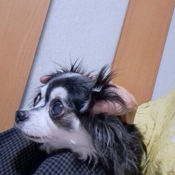 花火の音に怖がるチワワ