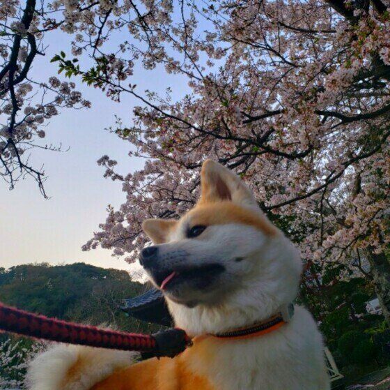 秋田のゆずちゃん