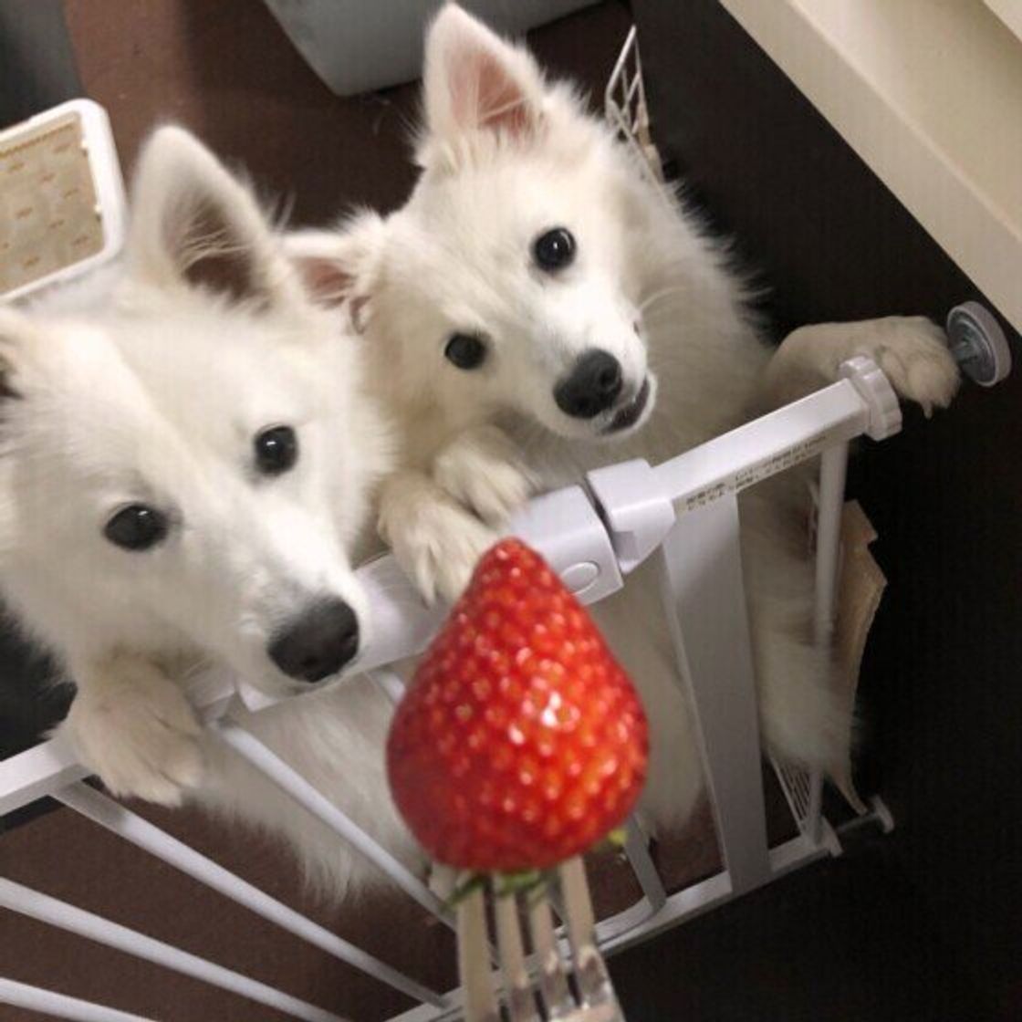 獣医師監修 犬にいちごを与えても大丈夫 いちごを食べるメリットと与え方を解説 いぬのきもちweb Magazine 獣医師監修 犬にいちごを与えても大丈夫 いちごを食べるメリットと与え方を解説 いぬのきもちweb Magazine