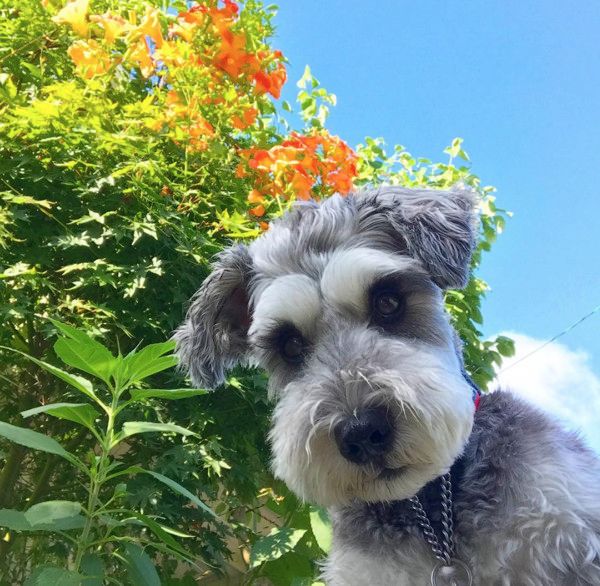 猫と一緒にゴハンを食べる犬