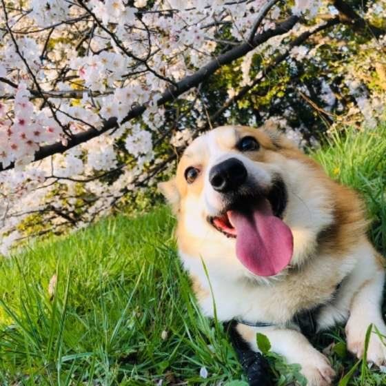 笑顔のウェルシュ・コーギー・ペンブローク