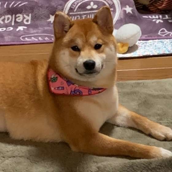 バンダナが似合うチャコちゃん