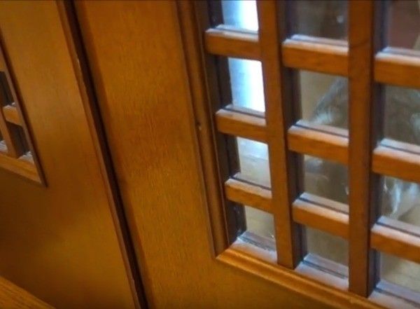 ワンコとニャンコ