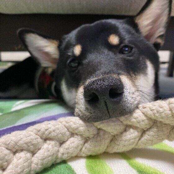 おもちゃの縄をかじってカメラを見つめるMix(雑種)の中型犬