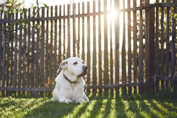 芝生でくつろぐ犬
