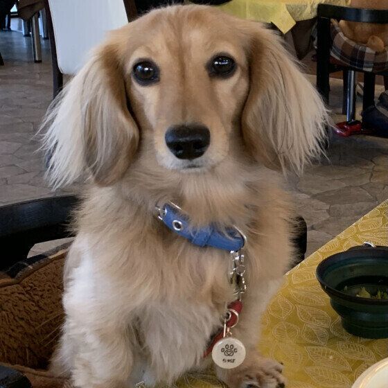 カニーンヘン・ダックスフンドの茶葉君