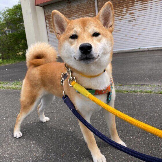まだ帰りたくない柴犬