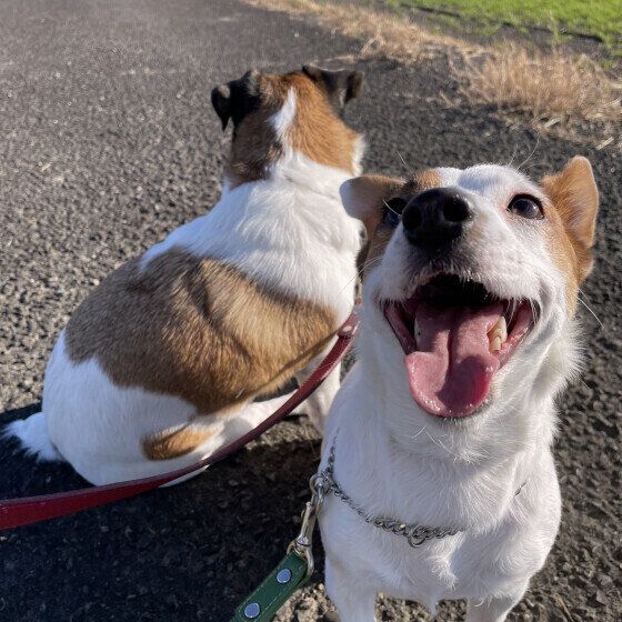 ジャック・ラッセル・テリアの明日叶ちゃん