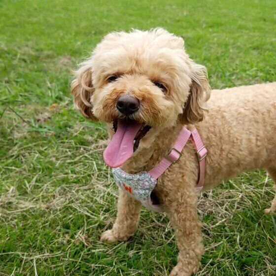 愛犬の老いを感じるタイミングは？老いを受け入れともに暮らす いぬのきもち