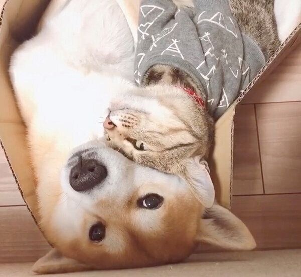 寄り添うHaluくん、Mugiくん