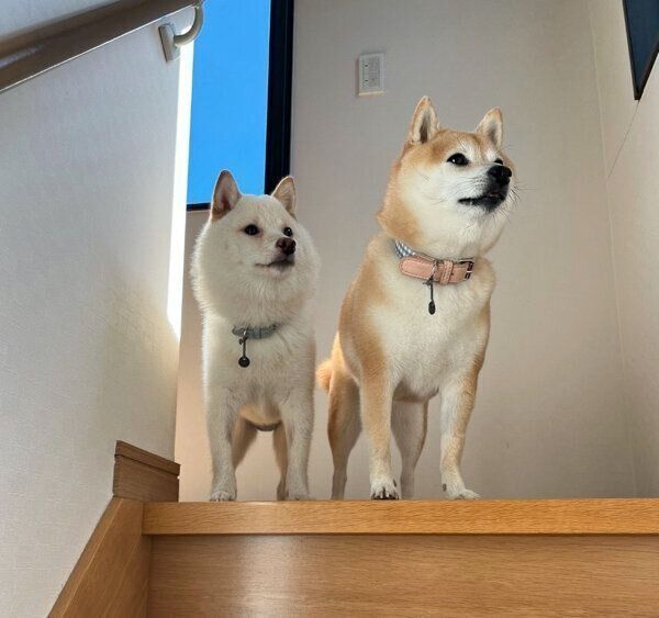 同じような立ち姿のくるみちゃん、餅子ちゃん